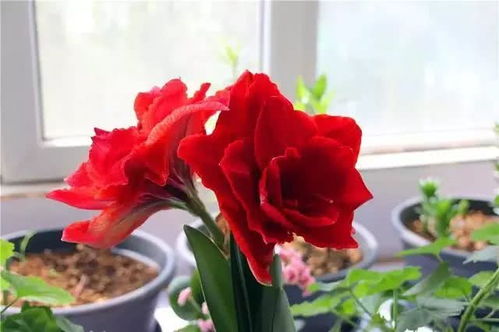 玫瑰花怎么种植？老花匠教你几招轻松搞定
