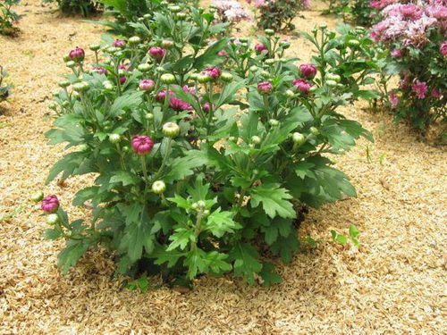 各种树叶形状像什么？