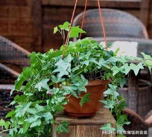 花草大作战， 驱蚊又杀菌