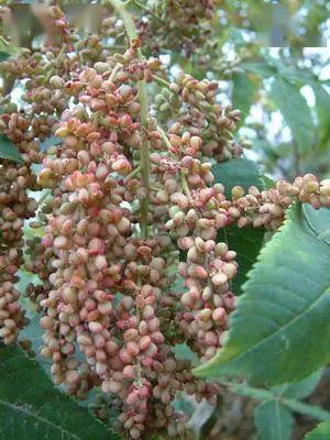 传统播种经验分享