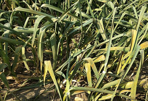 玉米苗期防治锈病小窍门：甲硫氟环唑了解一下