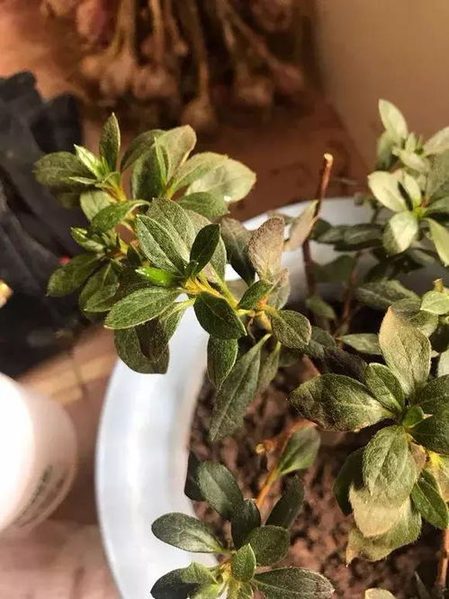 米兰花叶干枯急救攻略！快速恢复绿意
