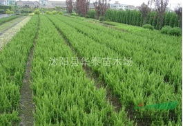 铺地柏、铺地龙柏和沙地柏的神秘面纱