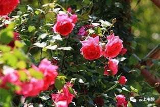 耐寒性？没问题！