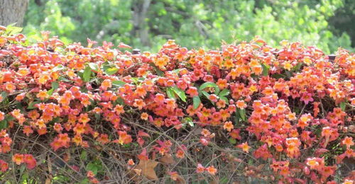 老赵的种植心得