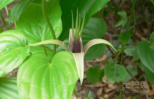 茉莉花根：深藏不露的宝