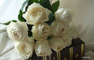 奶油伊芙伯爵：金黄如阳光