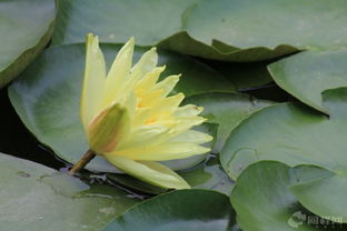 种植技巧， 提前开花不是梦
