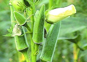 秋葵种植的最佳时间和方法有哪些，需要注意哪些事项？