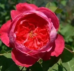 与其他品牌月季的对比