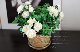 迷你玫瑰的花盆选择大揭秘