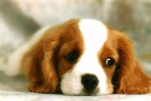 农药对狗狗的危害