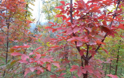 播种方式， 条播是关键