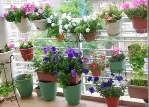 三、种植技巧