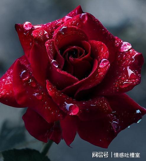 更多经典切花玫瑰品种