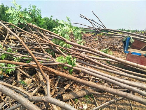 火炬树种植小知识