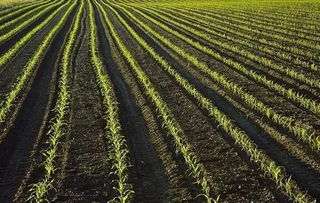 种植时间的影响因素