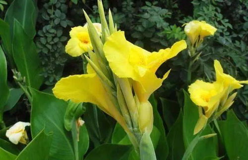 美人蕉：大花盆的好搭档