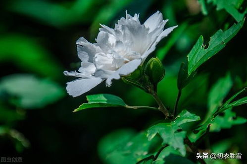 白色木槿花，纯洁无瑕