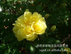 市场行情了解一下