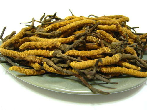 虫草生长最适温度揭秘！