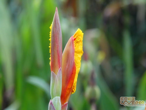 鸳鸯蕉的形状是什么样的？