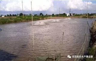 鱿鱼泛池是因水质恶化导致鱿鱼大量死亡的现象