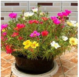 正文开始啦， 哎呀妈呀，不知道咋写啦，凑合kankan吧