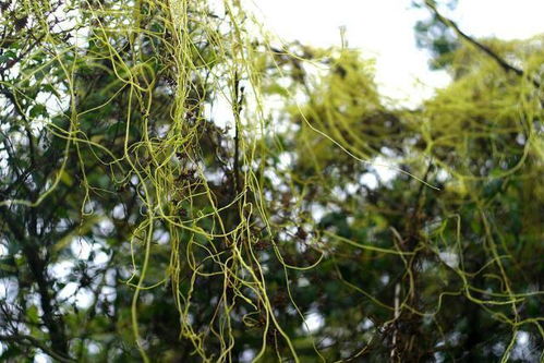 藤蔓的秘密：是哪种动物的尾巴？