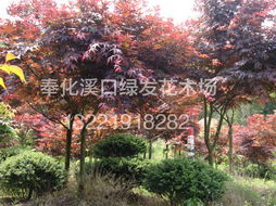 广玉兰苗木基地