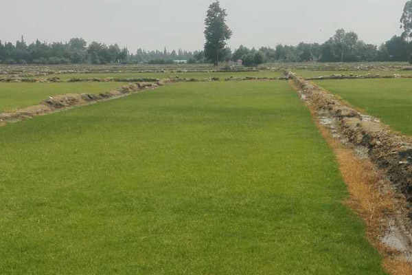 第三位：结缕草