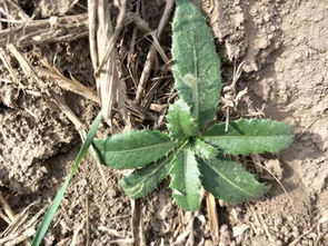 绿色除草剂小支对小麦田杂草有特效吗？