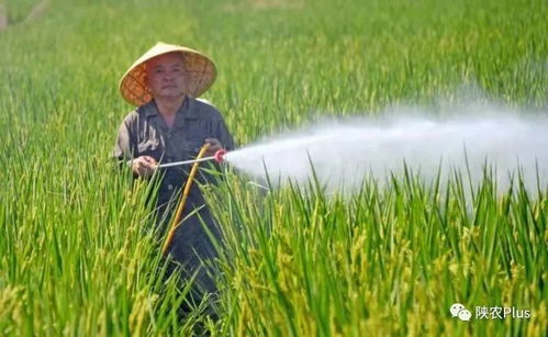 有机种植，是不是一点不打农药，一点不施化肥？