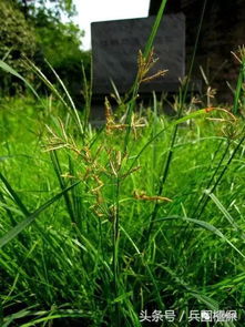 科学使用除草剂， 保护环境是关键