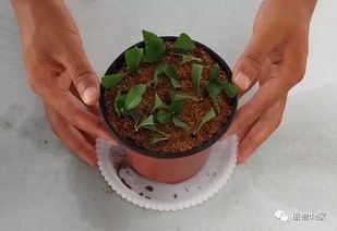 山竹扦插最佳月+移栽时机，花卉种植必看！