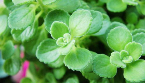 “珍珠草养殖教程，视频教学，爆款花卉养殖秘诀！”