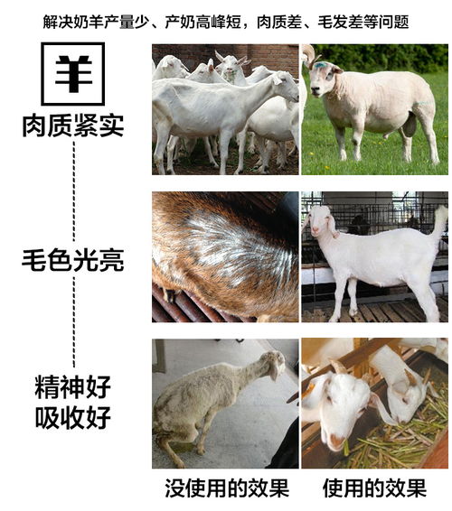 肉牛长一斤肉需要多少饲料，用猪饲料催肥肉牛是否可行？