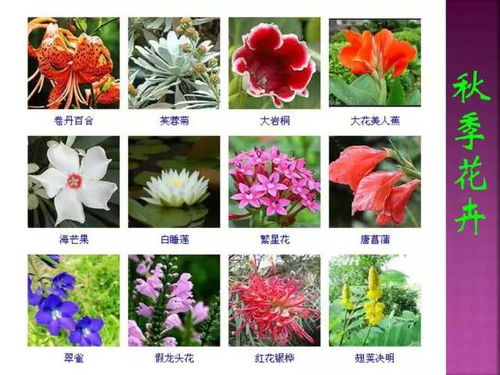 花卉图片搜索利器，这个网站你一定不能错过