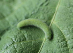 第二招：翻耕土地，太阳公公来帮忙！