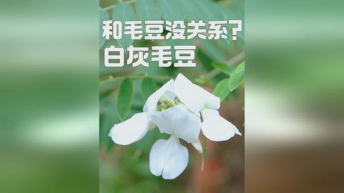 白灰毛豆：饲料新宠