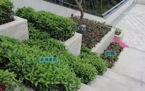 校园绿化的重要性