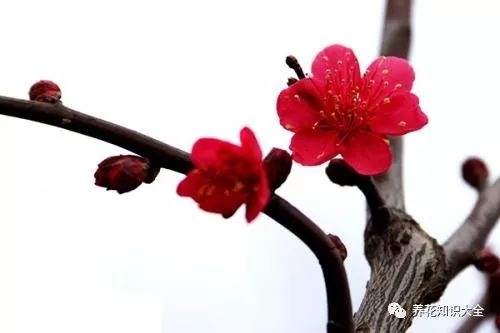 第一步：找准时机，梅花正当时