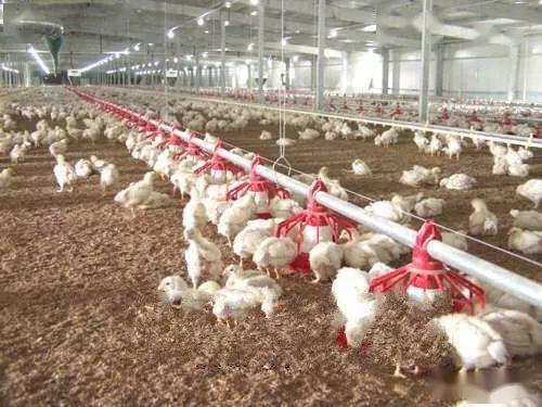 陕西饲料运输过程中，如何确保饲料在恶劣天气条件下保持新鲜度？