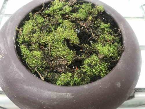 野生苔藓盆种植指南：打造绿色畜牧生态！