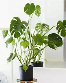 吊兰：家居的清新使者