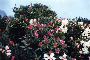 三角梅：花期调控， 经济价值翻倍