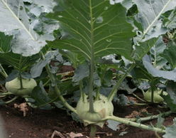 北方野生植物生存秘籍：零下30℃的低温挑战