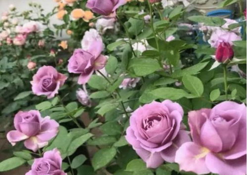 月季花招虫了怎么办？揭秘几个小秘诀！