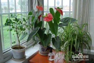 罂粟花在室内的种植难题