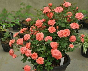 月季苗选苗，五大要诀你get了吗？